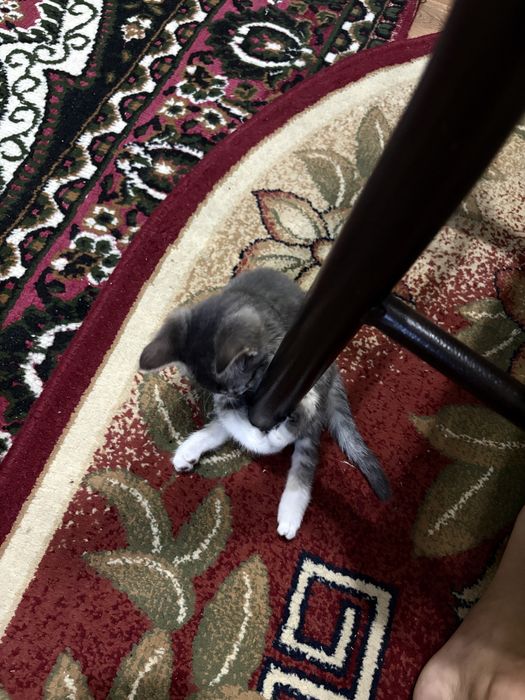 Отдам котенка в добрые руки