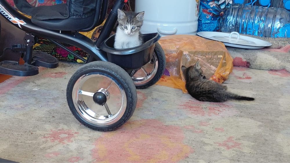Котята в хорршие руки