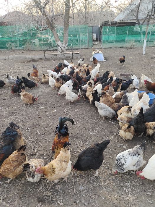 Продам инкубационные яйца