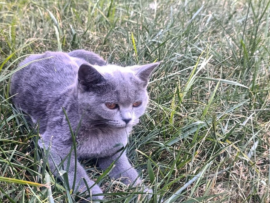 Продается котенок