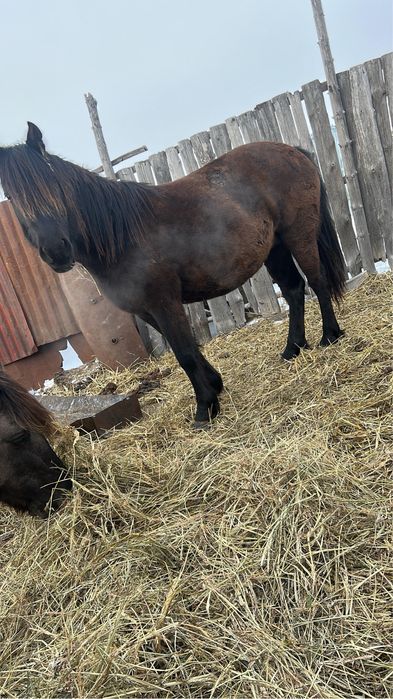 Продам 1 бие и 1 байтал