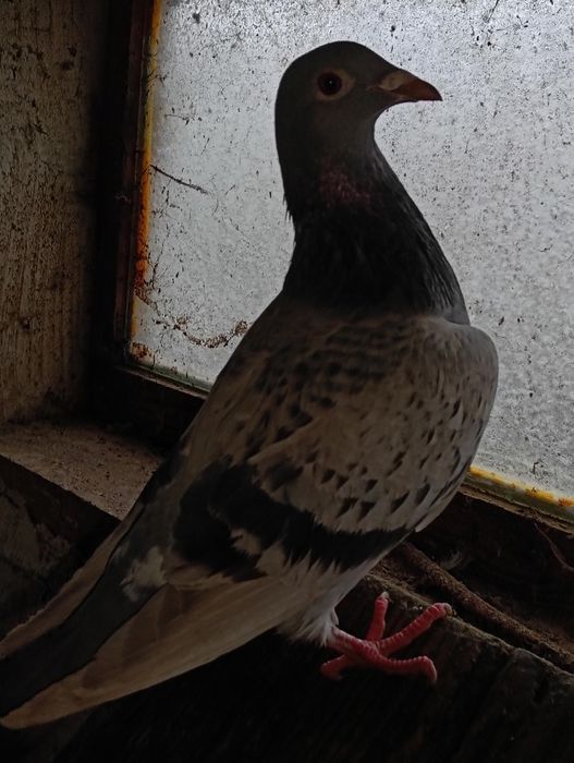 Vând 9 porumbei voiajori