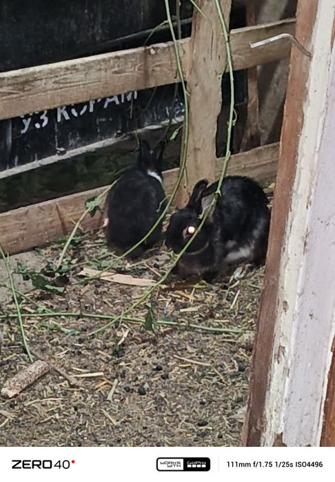 Карликиви қуёнлар