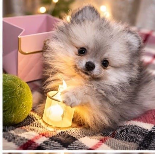 Продам померанских шпицев