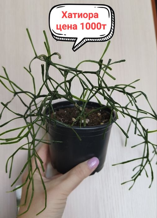 Продам комнатные цветы