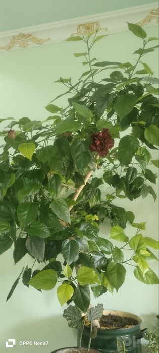 Цветы Китайский роза