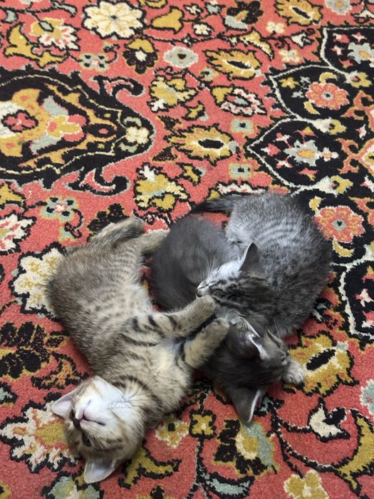 Котята в добрые руки