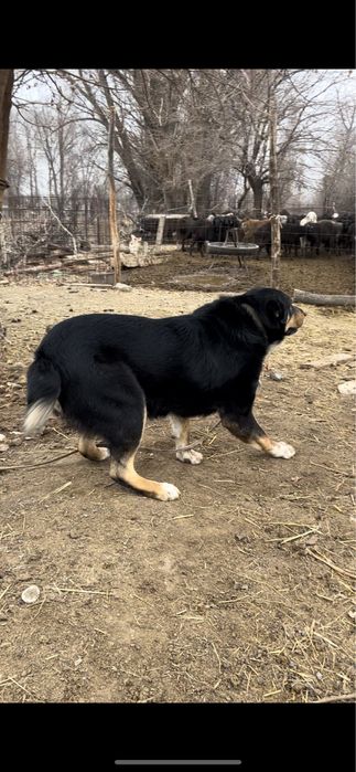 Ит сатылады 2жасар