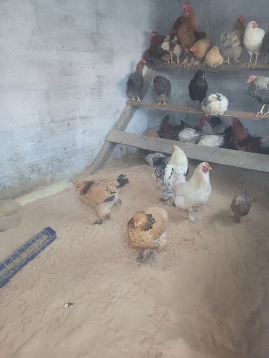 Продам петухи брама