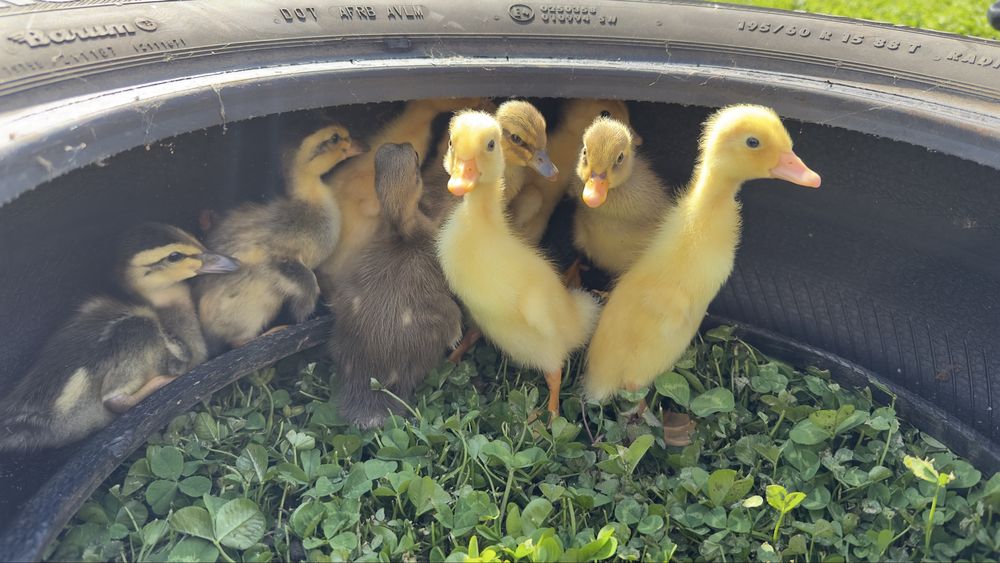 Boboci de rate indiene alergatoare