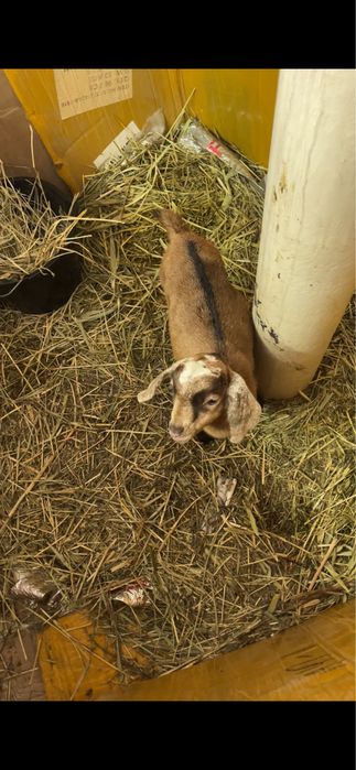 Нубийский козлик