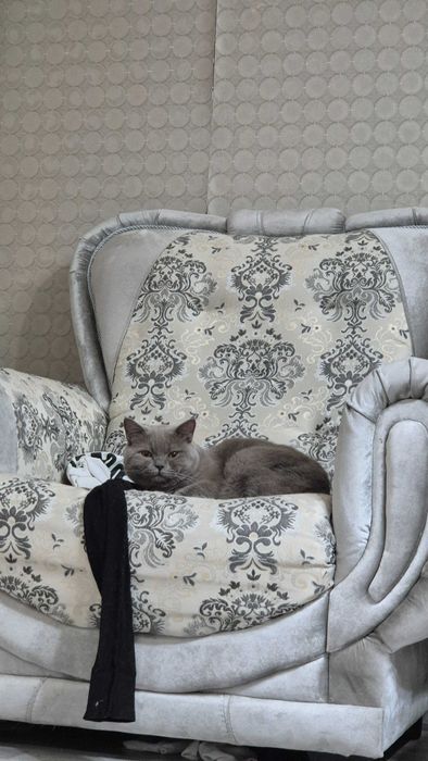 Британский короткошерстный котенок