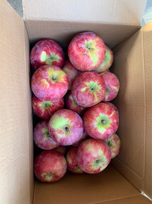 Апорт с доставкой