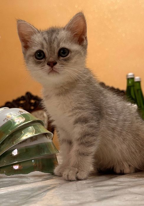 Продается котенок серебристая шиншилла