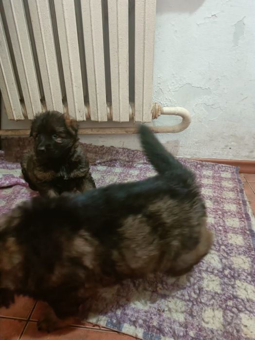 Немецкая овчарка