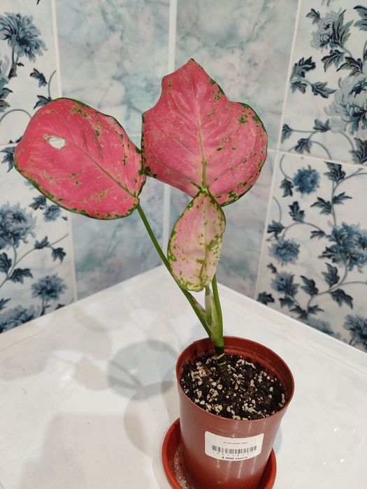 Аглаонема розовая