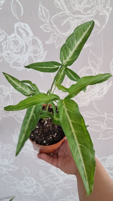 Комнатные цветы неприхотливые