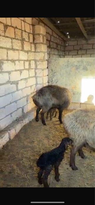 Қозылы қойлар сатылады