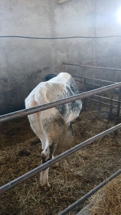 Vand vitei de carne