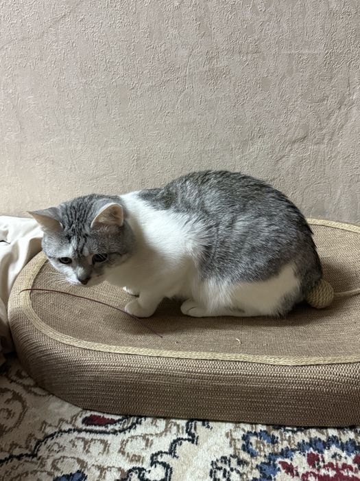 Отдам кота в хорошие руки
