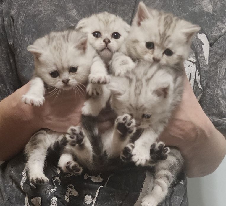 Британские котята с документами