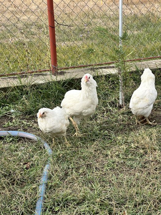 Cocos Araucana alb
