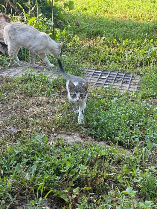 Отдам котят даром