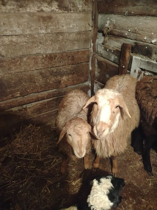 Продам Овечкуууу