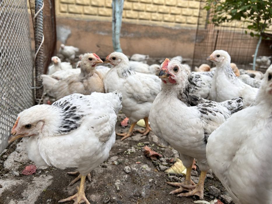 Цыплята смесь адлер