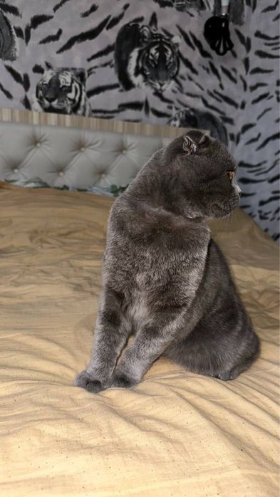 Scotish Fold Original