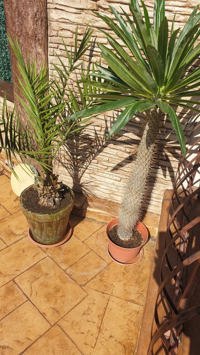 Цветя за дома и офиса