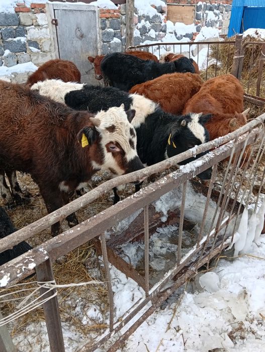 Продам бычок телка