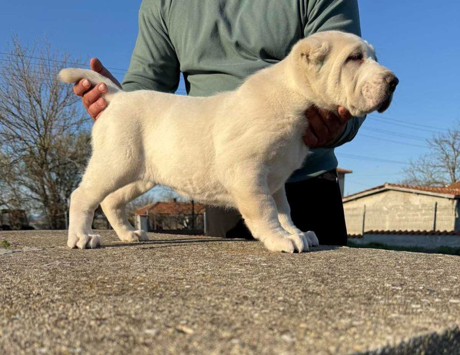 кученце САО Алабай