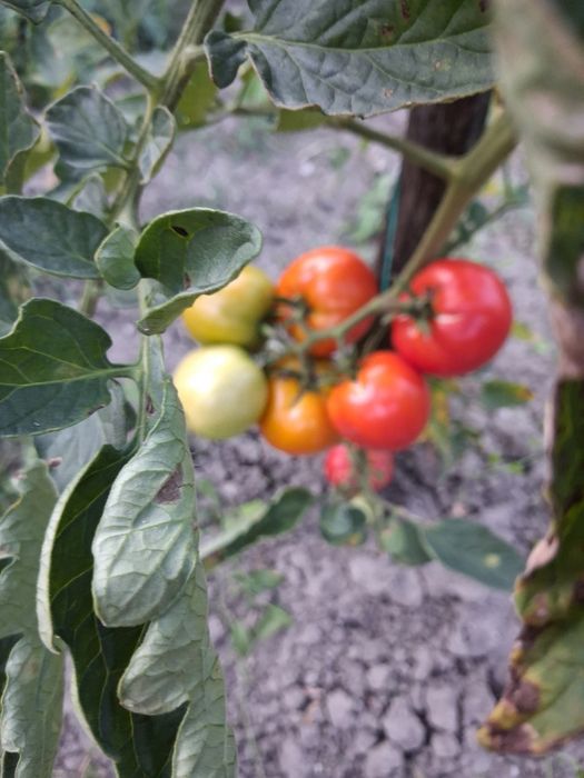 Rosii de gradina fără chimicale