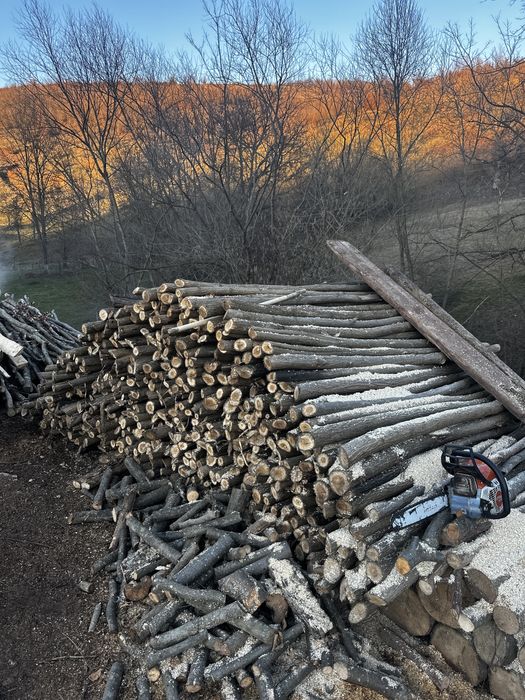 Vând parii de salcâm