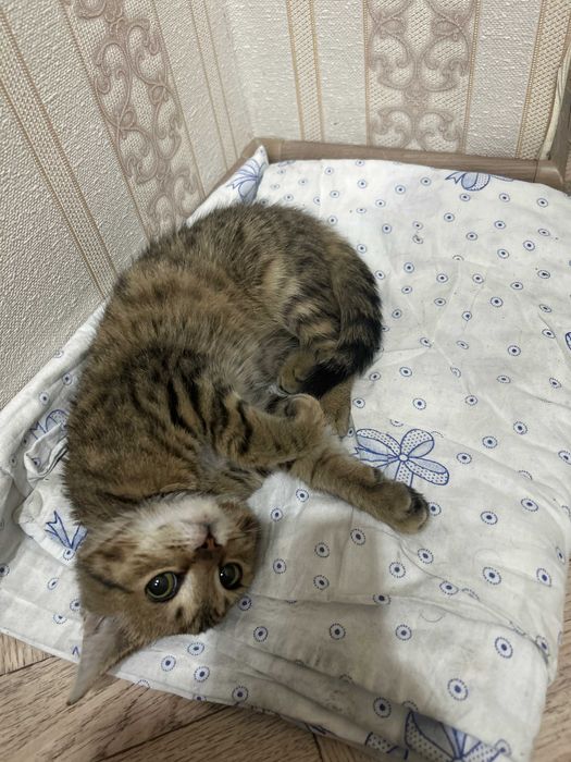 Найден котенок , явно домашний.