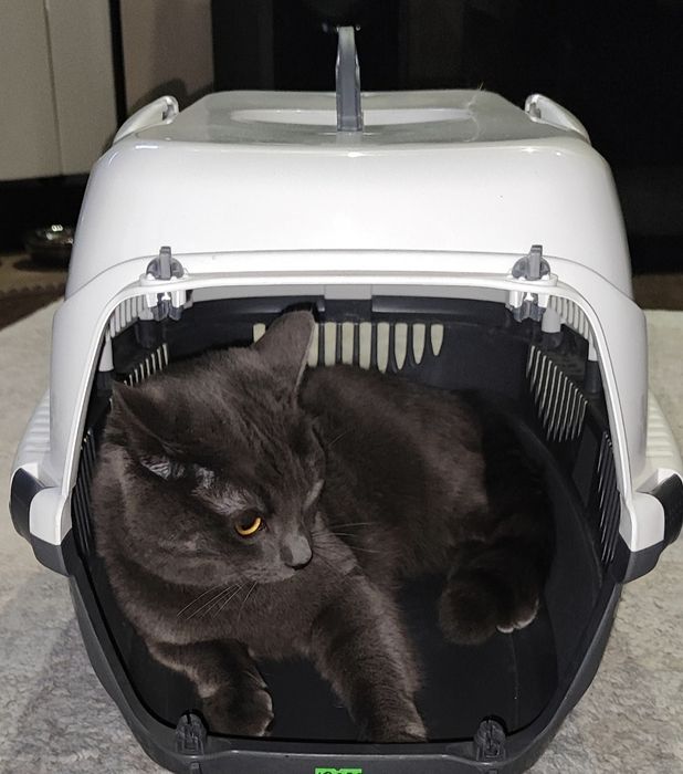 Продам переноску для животных