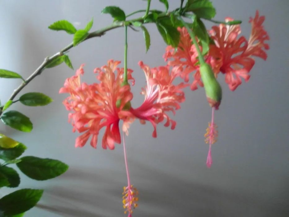 Продам черенки комнатных растений