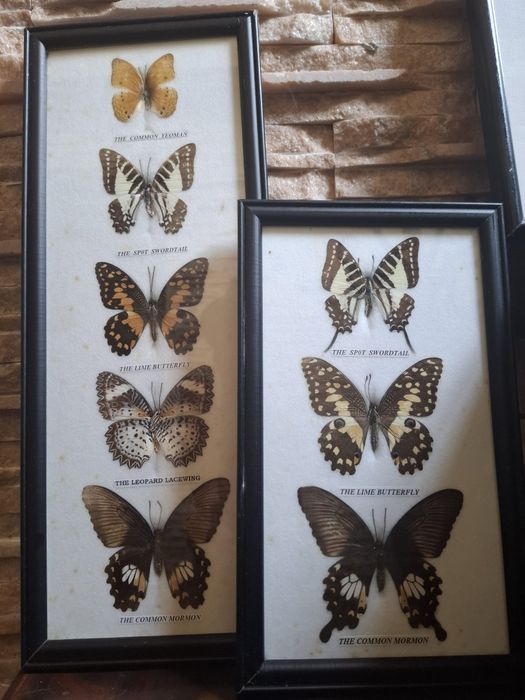 Fluture Attacus Atlas