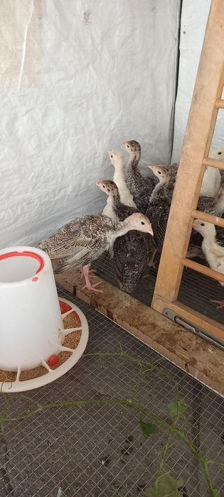 Индюшата продам срочно