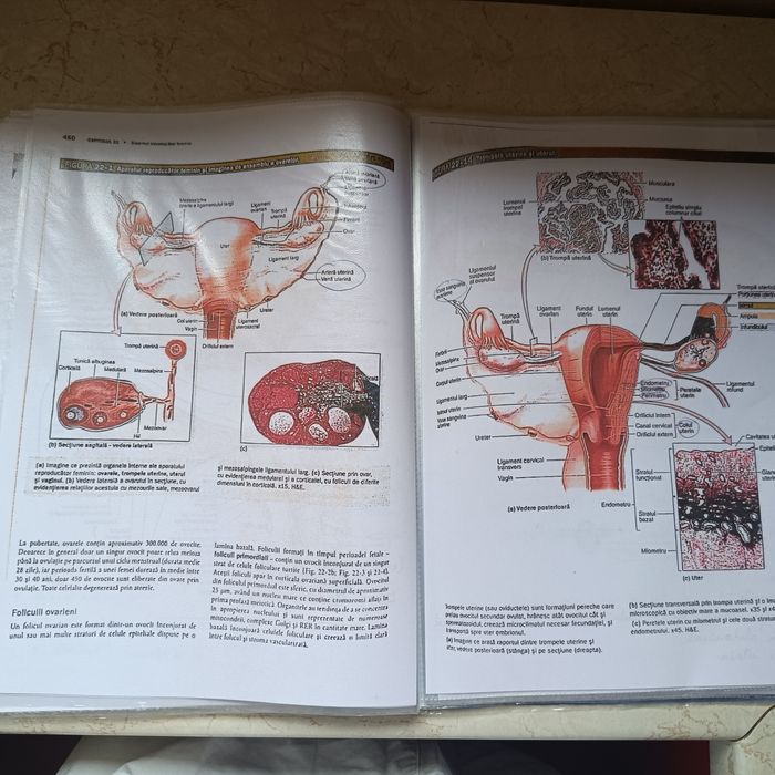 Portofolii admitere medicina