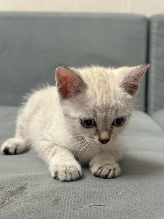 Котенок 1.5 месяцев девочка