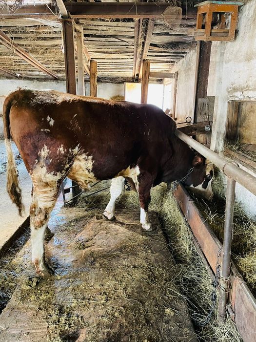 Бука смминтал 2жас 3 ай