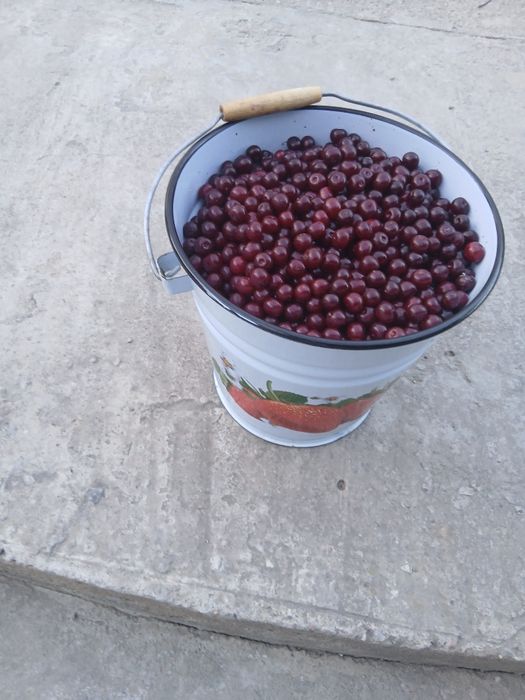 Вишня Шие бар сатылады