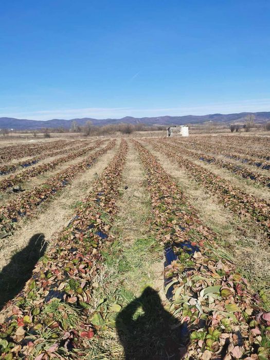 Разсад ягоди и малини
