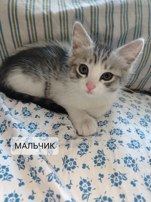 Отдам бесплатно котят
