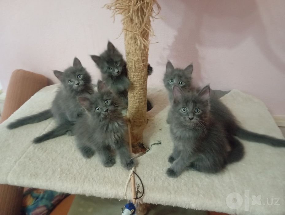 Продаются котята Мейнкун.