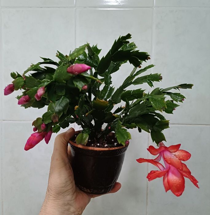 Продается детка оранжевой шлюмбергеры.