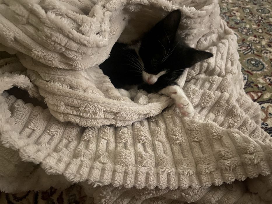 Отдам в добрые руки красивого котенка
