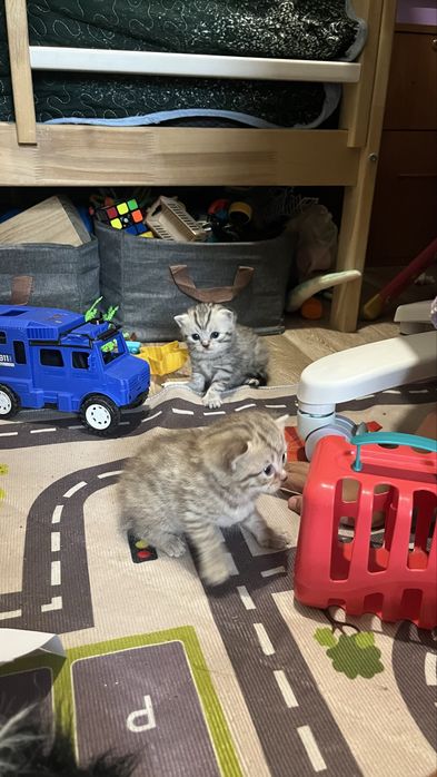Британцы котята бронь